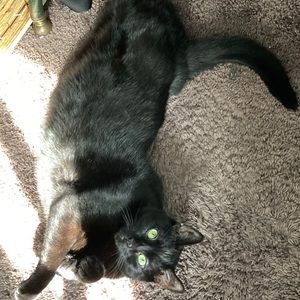 Meet your Posher, Dawn